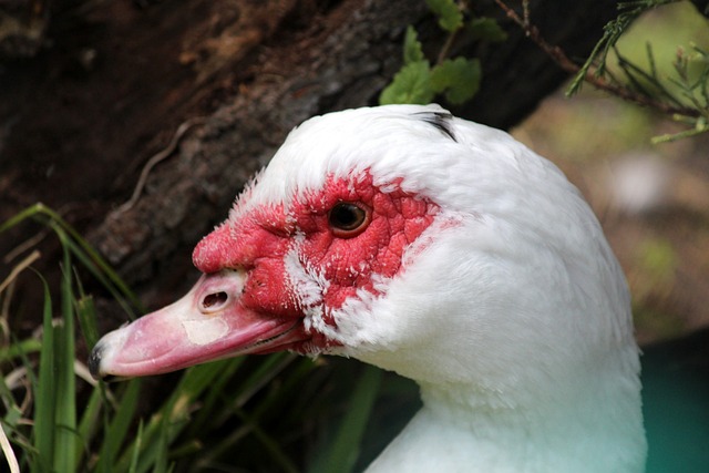 俱乐部中徘 俱乐部中徘