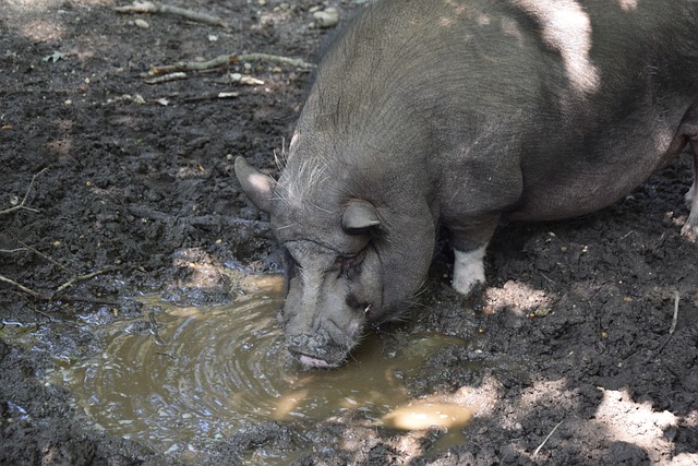 强赛抽签仪 强赛抽签仪